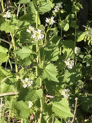 Alliaria petiolata