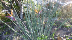 Strelitzia juncea