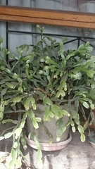 Schlumbergera buckleyi