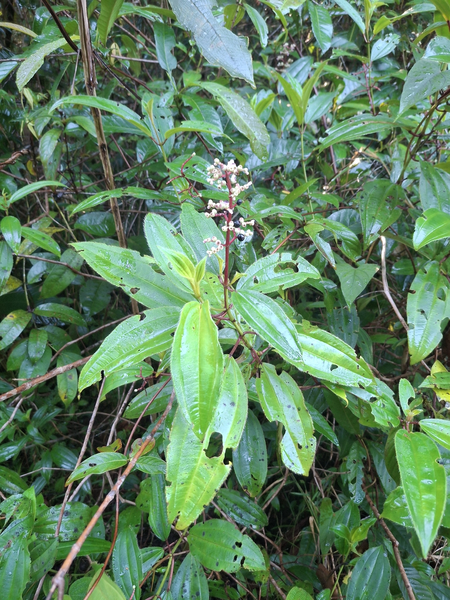 Miconia ciliata
