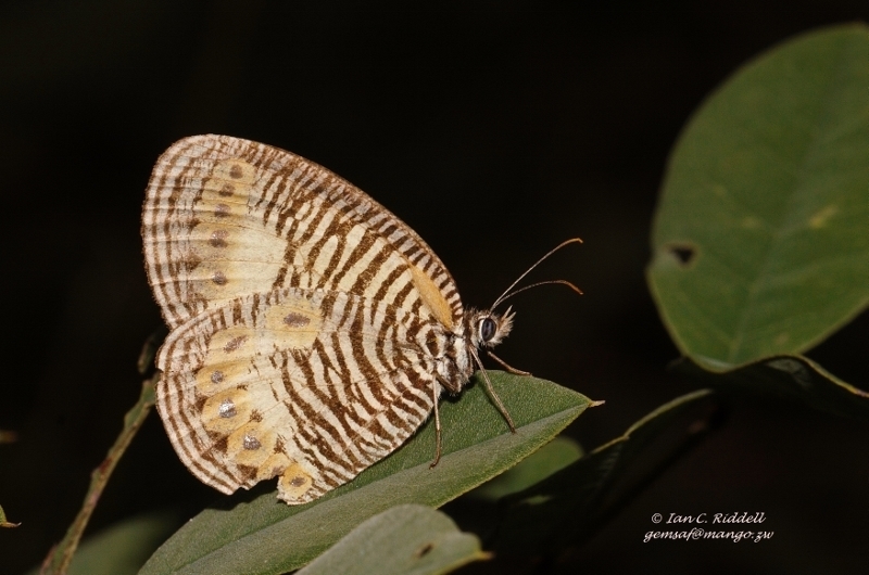 Light Webbed Ringlet