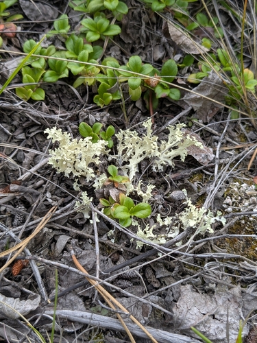 Crinkled Snow Lichen