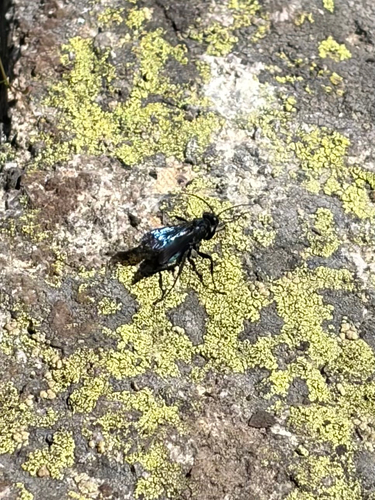 iNaturalist observation photo of Spider Wasps