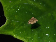 Neocalyptis affinisana