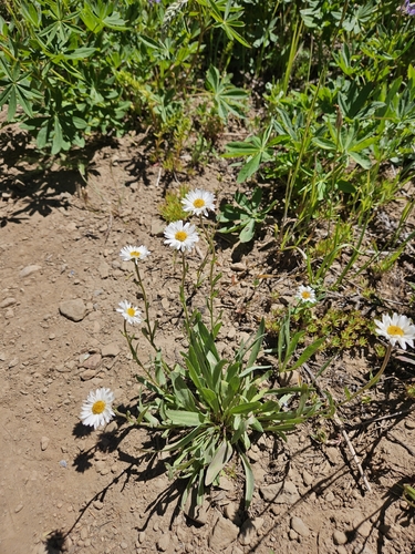 Erigeron eatonii, 2026-07-04