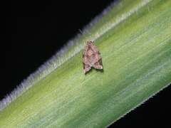 Neocalyptis affinisana