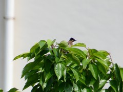 Pycnonotus xanthorrhous