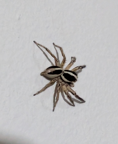 Pantropical Jumping Spider