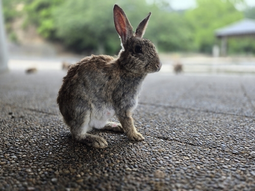 European Rabbit