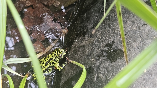 Oriental Fire-bellied Toad