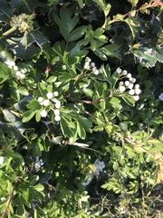 Crataegus monogyna