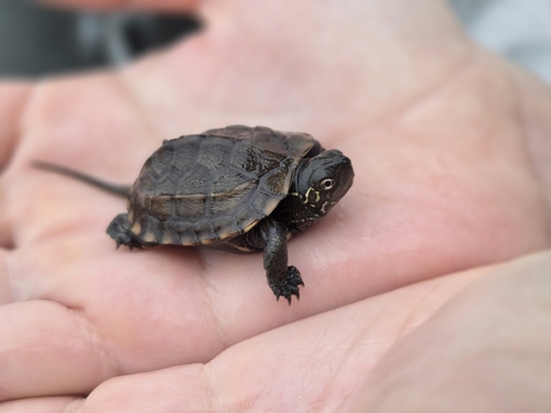 Chinese Pond Turtle