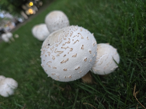 Green-spored Parasol