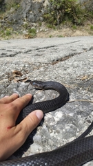 Hierophis viridiflavus carbonarius
