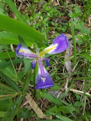 Iris savannarum