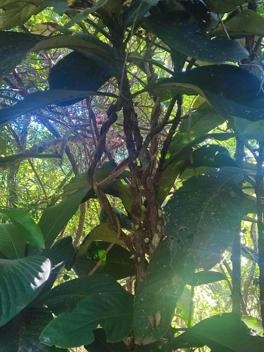 Ixora margaretae, photograph 1