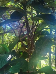 Ixora margaretae, photograph Isabelle Soccioi, CC0, iNaturalist via GBIF