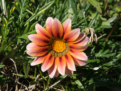 Gazania × splendens