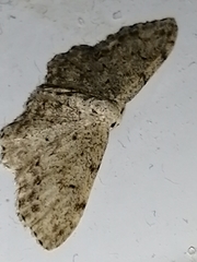 Idaea incisaria