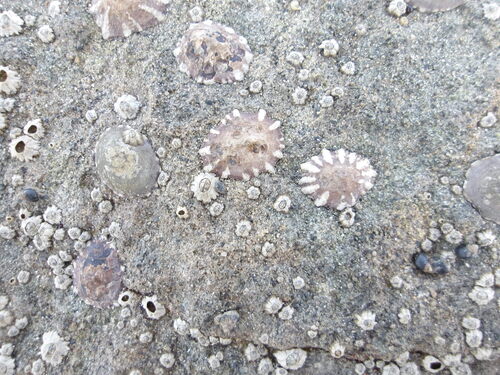 Siphonaria maura observed 2026-07-04