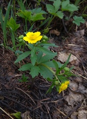 Ranunculus conspicuus