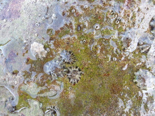 Siphonaria maura observed 2026-07-04