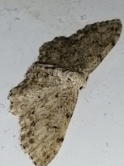 Idaea incisaria