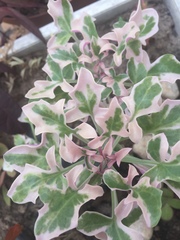 Baculellum articulatum