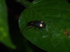 Chlaenius bioculatus