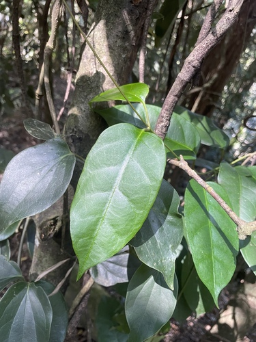 Parsonsia latifolia observed 2026-07-04