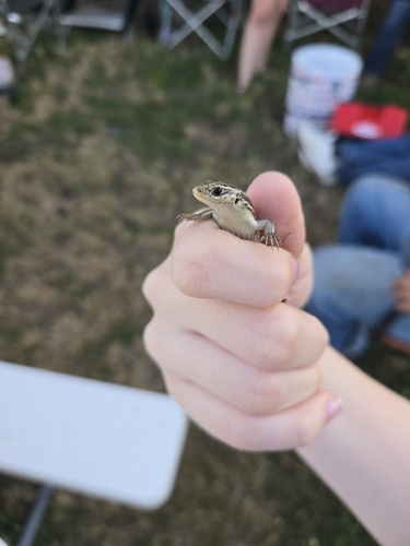 Prairie Skink