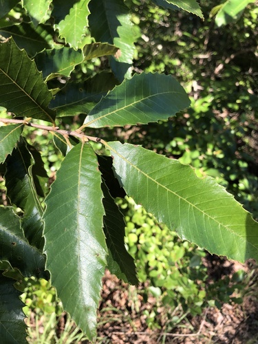 Allegheny Chinquapin