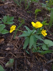 Ranunculus conspicuus
