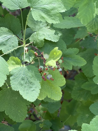 Ribes nevadense, photograph 5