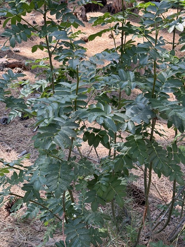 Sorbus californica, photograph 3