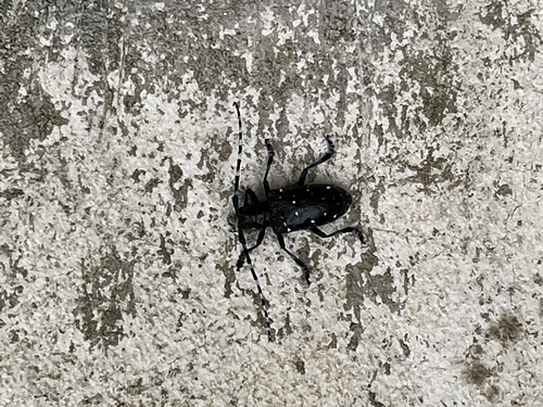 Citrus Longhorn Beetle