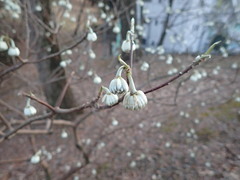 Edgeworthia chrysantha