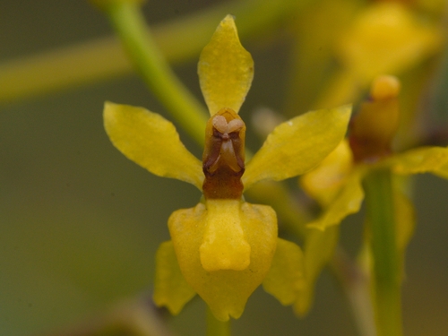 Cyrtochilum murinum, photograph 3