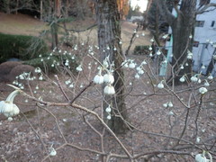 Edgeworthia chrysantha