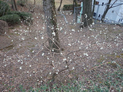 Image of Edgeworthia chrysantha by (c) Yoshihiro Tokue, some rights reserved (CC BY)