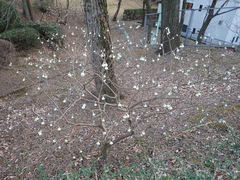 Edgeworthia chrysantha