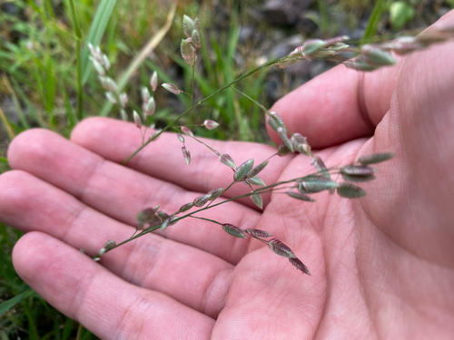 Eragrostis unioloides observed 2026-07-04