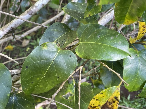 Parsonsia latifolia observed 2026-07-04