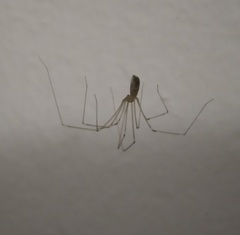 Smeringopus natalensis