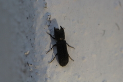 Bostrychoplites cornutus