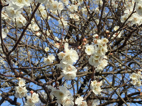 Image of Prunus mume by (c) Yoshihiro Tokue, some rights reserved (CC BY)