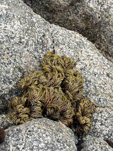Pelvetiopsis arborescens, 2026-07-04