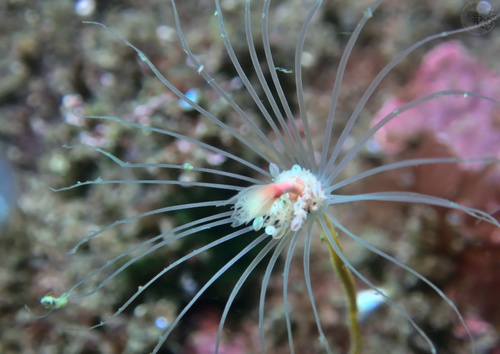 Oaten Pipes Hydroid, photo 2 of 10