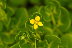 Roepera billardierei