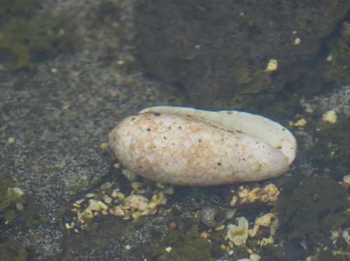 Oliva porphyria, 2026-06-15